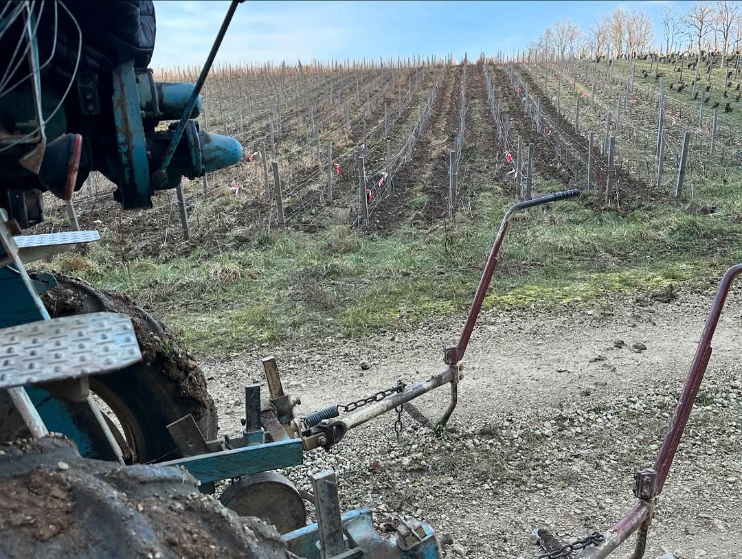 Champagne Vineyards