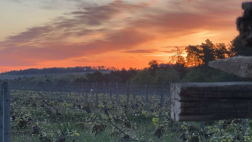 Champagne Vineyards France