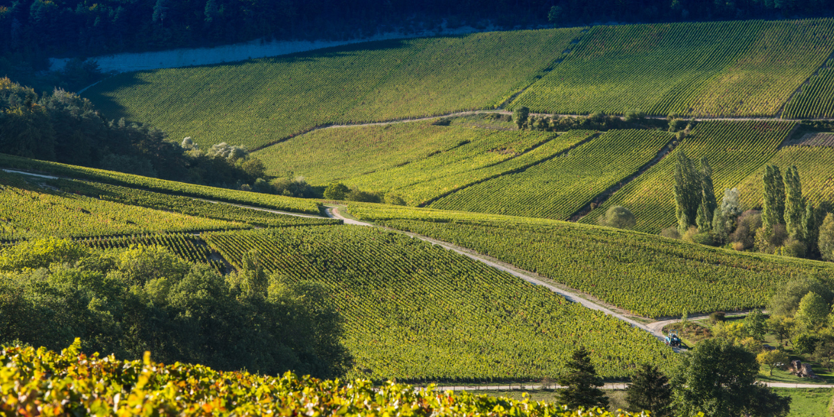 Cote des Bar Vineyards
