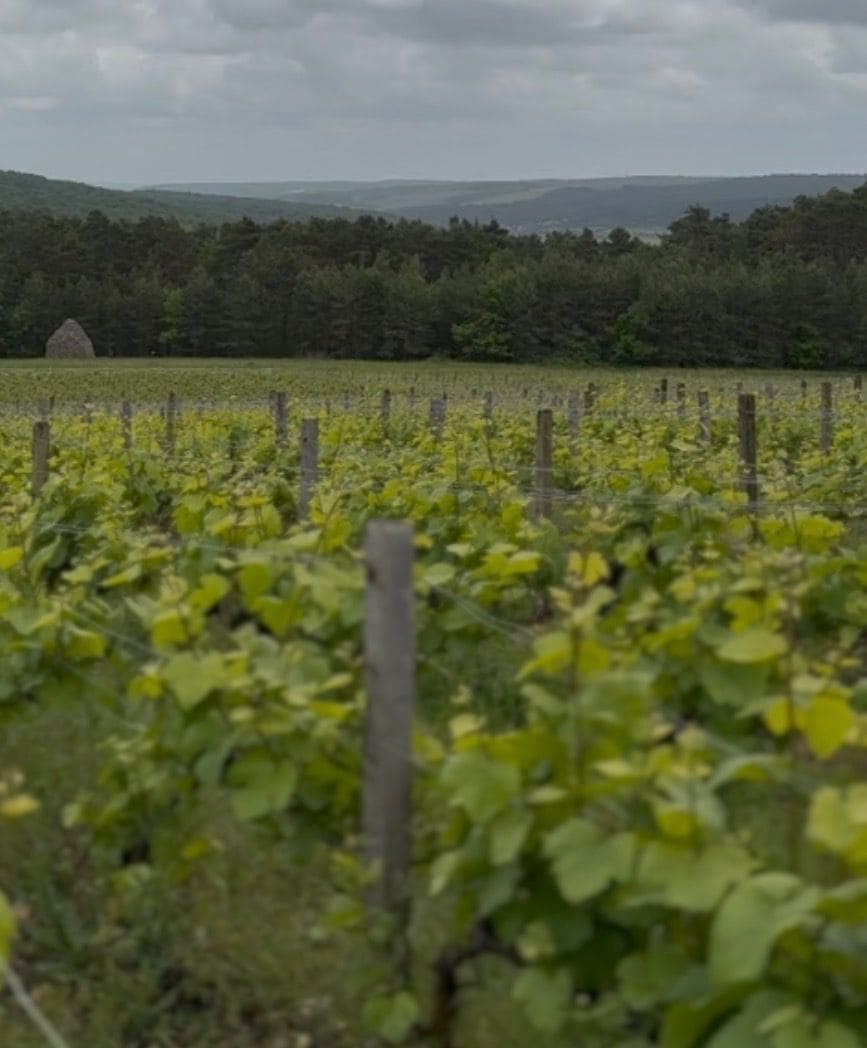 Champagne Vineyards